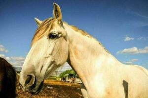 retrato de un caballo foto