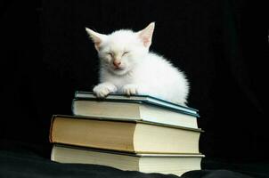 Kitten on the books photo