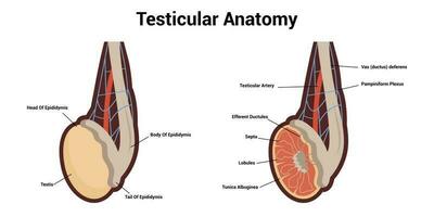 Testicular anatomy. Illustration of a cross section of male testis. Male reproductive system of human vector