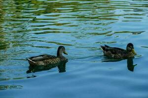 Duck swimming in pond photo