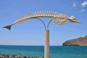 Dry Whale Mammal Skeleton photo