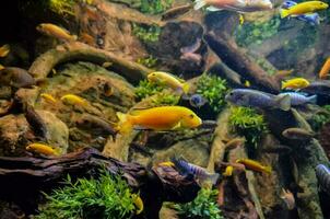 Fishes in an aquarium photo