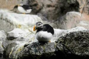 Puffin in the zoo photo