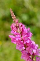 Beautiful flowers close-up photo