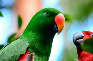 Tropical birds close-up photo