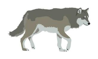 Realistic Gray Wolf Walking Vector Illustration