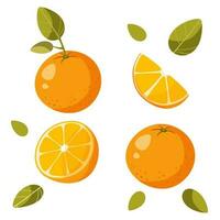 one orange on a white background with a leaf, without a leaf, half an orange. vector illustration. sliced orange, quarter of an orange, orange slices