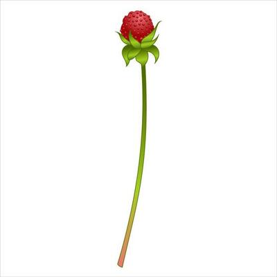 Strawberry Flower Vector Art, Icons, and Graphics for Free Download