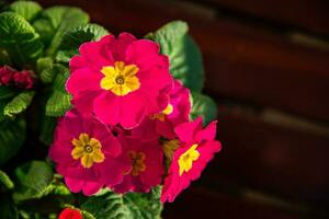 primrose flowers in flower pot multicjlored outdoor beautiful blooming garden street flower vegetation photo