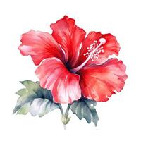 Red watercolor hibiscus flower. Illustration photo