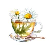 Watercolor chamomile tea. Illustration photo