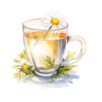 Watercolor chamomile tea. Illustration photo