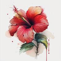 Red hibiscus flower watercolor. Illustration photo