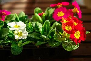 primrose flowers in flower pot multicjlored outdoor beautiful blooming garden street flower vegetation photo