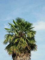 palm tree over blue sky copy space photo