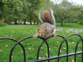 grey squirrel scient. name Sciurus carolinensis mammal animal photo