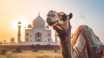 A camel with mosque background created using Technology photo