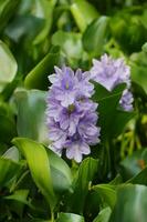 Enchanting Close-up of Water Hyacinth Flowers Beauty photo