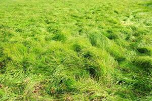 Beautiful Green Field Texture Background. photo