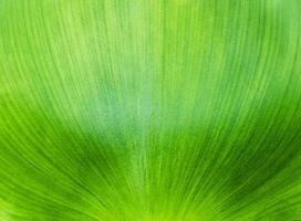 Close up water hyacinth leaf texture background photo