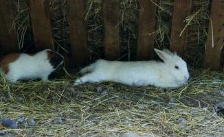 un imagen dónde nosotros lata ver un blanco Conejo y un cobaí en un natural medio ambiente foto