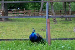 pavo real pájaro en un local medio ambiente situado en targul Muros. foto