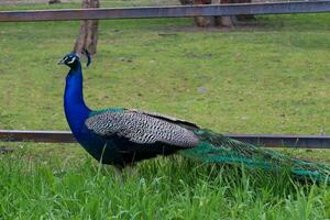 Peacock bird in a local enviroment located in Targul Mures. photo