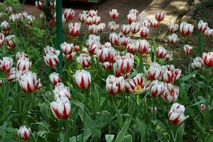 un campo lleno de rojo blanco tulipanes foto