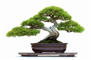 hermosa costoso bonsai árbol en blanco antecedentes. generativo ai foto