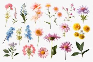 Set of different beautiful flowers isolated on white background. photo