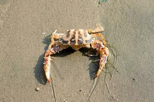 Cute red crab on the sandy beach. Crab floating at low tide photo