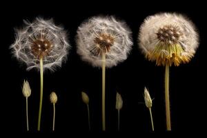 diente de león etapa aislado en negro fondo, generativo ai foto