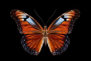 Butterflies on a black background. photo