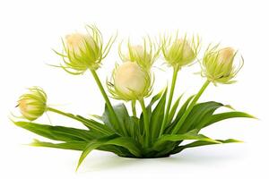 Scadoxus Multiflorus plant on white background. photo