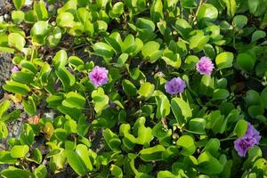 Morning glory flowers, flowers blooming in the sun on the beach. photo