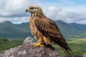 An eagle perched on a mountain rock. photo