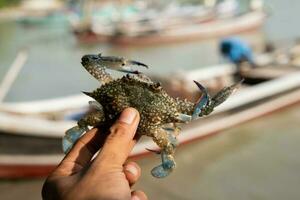 Funny blue crab in man's hand during morning time photo