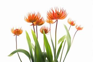 Scadoxus Multiflorus plant on white background. photo