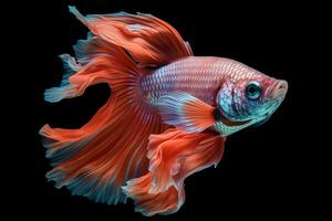 Siamese fighting fish isolated on black background. photo