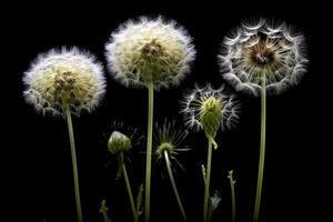 Dandelion stage isolated on black background, photo