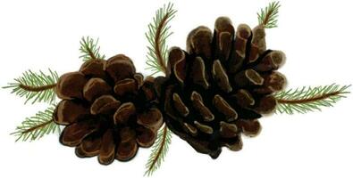 pine cones on white vector