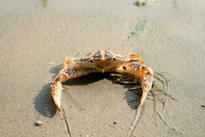 Cute red crab on the sandy beach. Crab floating at low tide photo