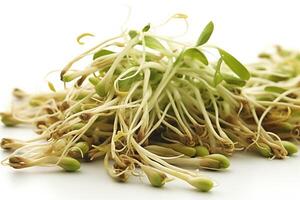 Bean sprout sprouts on a white background. photo