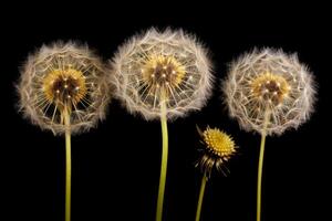 diente de león etapa aislado en negro fondo, generativo ai foto