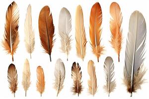 Collection of different feathers isolated on white background, photo