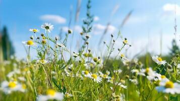 Beautiful meadow flower chamomile with blue sky in the morning, photo