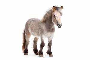 Pony on a white background, photo
