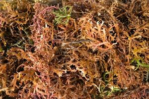 Seaweed drying. Gigartina pistillata is an edible red seaweed in the Gigartina family photo