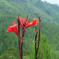 Canna Coccinea Flower photo