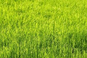 Green sunny grass background photo